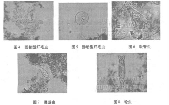 活性污泥中毒的原因及控制調節(jié)-