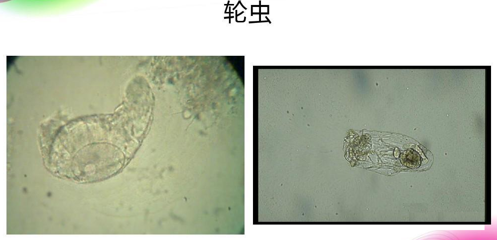 活性污泥中毒的原因及控制調節(jié)-